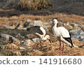 Stork 141916680