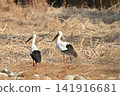 Stork 141916681