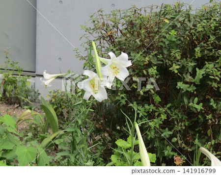 小島花園裡的白花高砂百合橫向盛開 小島花園裡的白花高砂百合橫向盛開 141916799