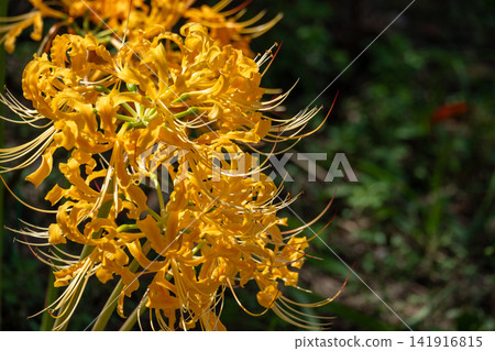 A close-up of vibrant yellow spider lilies blooming in nature. A close-up of vibrant yellow spider lilies blooming in nature. 141916815