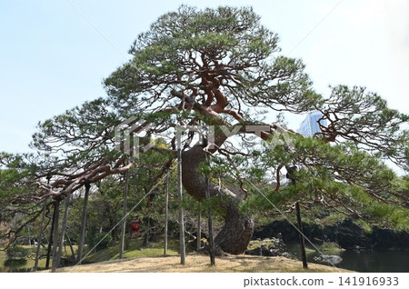 Pine tree of Koishikawa Korakuen Pine tree of Koishikawa Korakuen 141916933