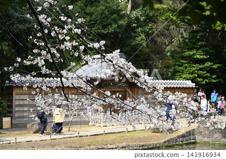 Karamon Gate and Cherry Blossoms Karamon Gate and Cherry Blossoms 141916934