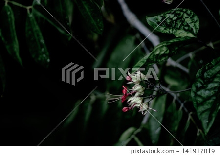 Moody Bleeding Heart Vine Flower Bloom on Dark Background Background Moody Bleeding Heart Vine Flower Bloom on Dark Background Background 141917019
