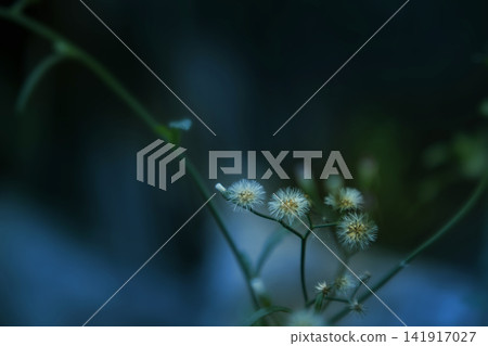 Little ironweed white grass flower with green leaf over blur nature background Little ironweed white grass flower with green leaf over blur nature background 141917027