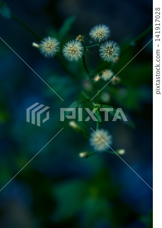 Little ironweed white grass flower with green leaf over blur nature background Little ironweed white grass flower with green leaf over blur nature background 141917028