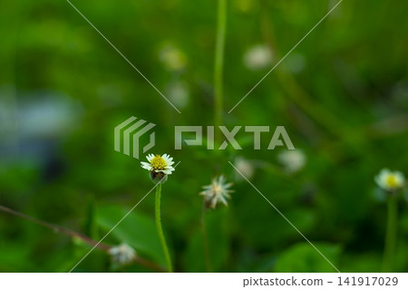 Little ironweed white grass flower with green leaf over blur nature background Little ironweed white grass flower with green leaf over blur nature background 141917029