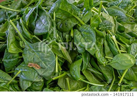 Pile of healthy organic spinach salad Pile of healthy organic spinach salad 141917111