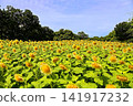 White sunflower field in Nagai Park (Osaka) 141917232