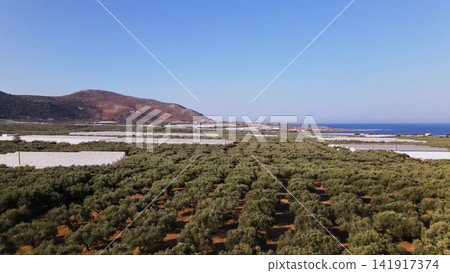 Olive grove and greenhouses landscape near the sea and mountains, cultivating Mediterranean agriculture 141917374