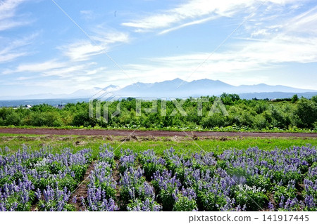 A magnificent morning view, with the Tokachi Mountain Range visible in the distance. A magnificent morning view, with the Tokachi Mountain Range visible in the distance. 141917445