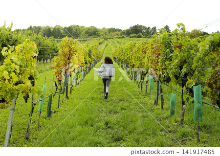 Young woman running through vineyard rows in late season, illustrating active lifestyle and scenic outdoor movement. Young woman running through vineyard rows in late season, illustrating active lifestyle and scenic outdoor movement. 141917485