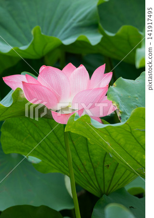 八月，不忍池中盛開著粉紅色的蓮花，雨滴和露珠點綴其間。 141917495