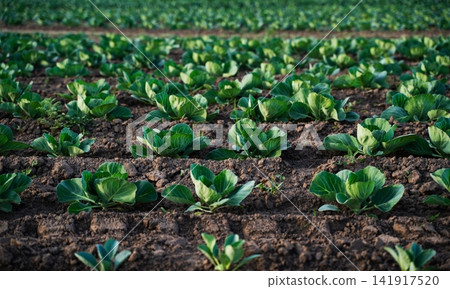 Cabbage plants growing in rows along a fertile field, showing agriculture, organic farming, and sustainable food production Cabbage plants growing in rows along a fertile field, showing agriculture, organic farming, and sustainable food production 141917520