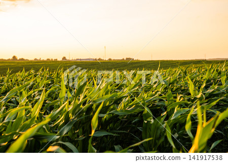 Green corn field growing under beautiful golden hour sunset sky symbolizing development and agricultural future Green corn field growing under beautiful golden hour sunset sky symbolizing development and agricultural future 141917538