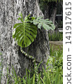 Variety of evergreen trees in pots at garden market 141917615