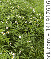 Variety of evergreen trees in pots at garden market 141917616