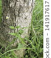 Variety of evergreen trees in pots at garden market 141917617