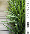 Variety of evergreen trees in pots at garden market 141917619