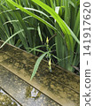Variety of evergreen trees in pots at garden market 141917620