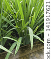 Variety of evergreen trees in pots at garden market 141917621