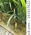 Variety of evergreen trees in pots at garden market 141917622