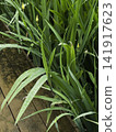 Variety of evergreen trees in pots at garden market 141917623
