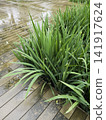 Variety of evergreen trees in pots at garden market 141917624