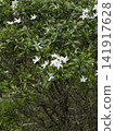 Green field  variety plant spring environment 141917628