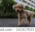 一隻玩具貴賓犬在散步時舔著鼻子。 141917633