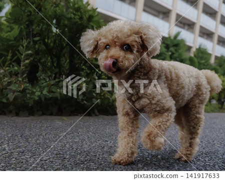一隻玩具貴賓犬在散步時舔著鼻子。 一隻玩具貴賓犬在散步時舔著鼻子。 141917633