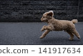 一隻玩具貴賓犬全速奔跑 141917634