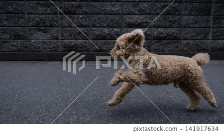 一隻玩具貴賓犬全速奔跑 141917634