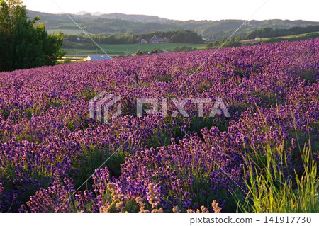 A field of lavender in full bloom under the twilight sky. A field of lavender in full bloom under the twilight sky. 141917730