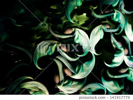 The mystical jade vine flowers floating on the water's surface The mystical jade vine flowers floating on the water's surface 141917779