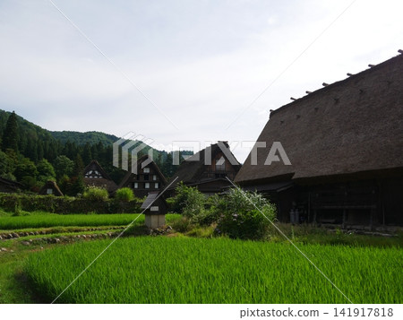 合掌造和稻田 141917818