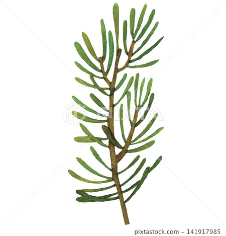 Pine Needle Branch Pine Needle Branch 141917985