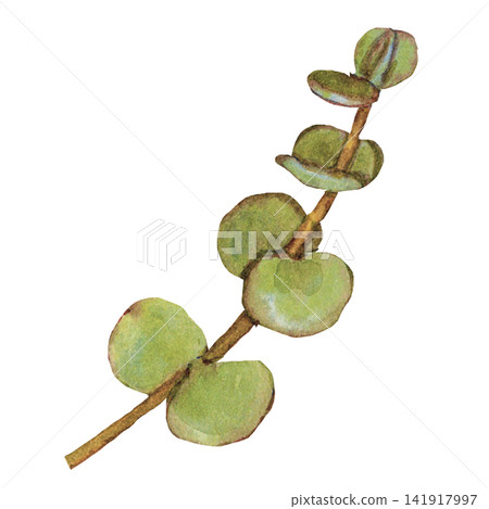Silver Dollar Eucalyptus Branch Silver Dollar Eucalyptus Branch 141917997