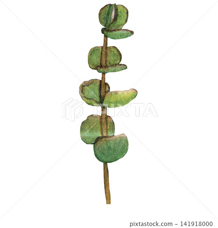 Silver Dollar Eucalyptus Branch Silver Dollar Eucalyptus Branch 141918000