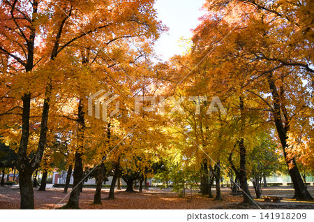 Autumn image - rows of trees with yellow leaves in a park Autumn image - rows of trees with yellow leaves in a park 141918209