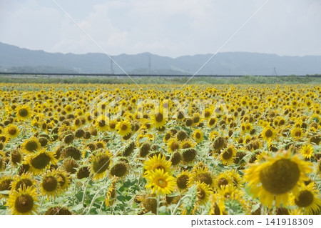 Sunflower blooming on one side Sunflower blooming on one side 141918309