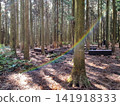 Rainbow Lens Flare and Sunlight Piercing Through Cedar Forest 141918333
