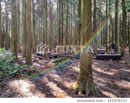 Rainbow Lens Flare and Sunlight Piercing Through Cedar Forest Rainbow Lens Flare and Sunlight Piercing Through Cedar Forest 141918333