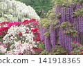 杜鵑花和紫藤花正值盛開。 141918365