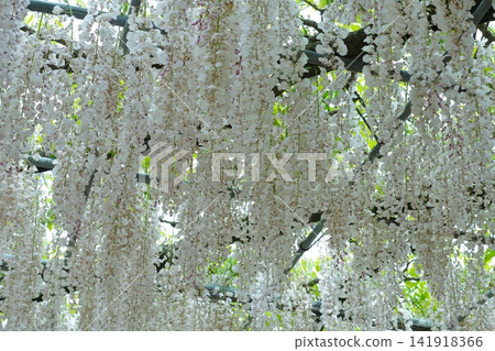 White wisteria flowers White wisteria flowers 141918366