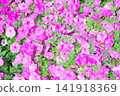 一片紫色的矮牽牛花 141918369