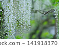 白紫藤花 141918370