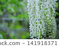 白紫藤花 141918371