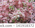盛開的粉紅色杜鵑花 141918372