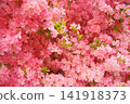 一望無際的粉紅色杜鵑花田。 141918373