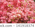 一望無際的粉紅色杜鵑花田。 141918374